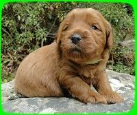 EB pups 3 wks old 15