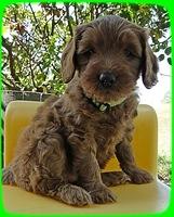 EB pups 6 wks old 36