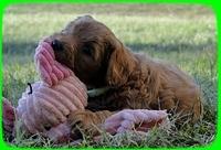 EB pups 6 wks old 50