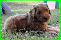 EB pups 6 wks old 51