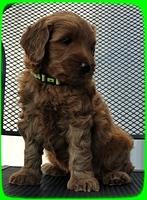 EB pups 6 wks old 52