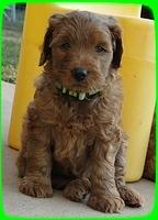 EB pups 6 wks old 58