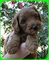 EB pups 6 wks old11