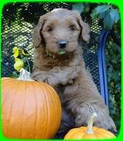 EB pups 7 wks old 26