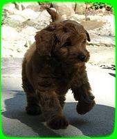 EB pups 8 wks old 10