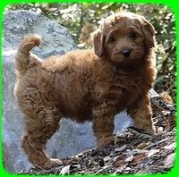 EB pups 8 wks old 11