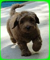 EB pups 8 wks old 12