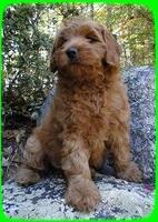 EB pups 8 wks old 13