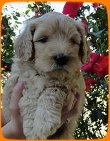 EB pups 6 wks old 17