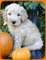 EB pups 7 wks old 27