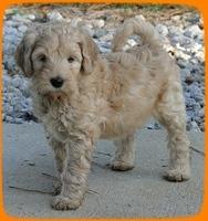 EB pups 7 wks old 81
