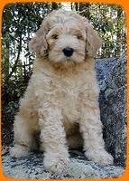 EB pups 8 wks old 20
