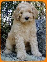 EB pups 8 wks old 21