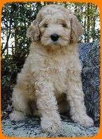 EB pups 8 wks old 22