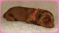 EB pups 2 days old 7