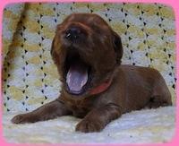EB pups 2 wks old 3