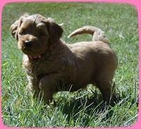 EB pups 5 wks old 52