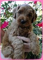 EB pups 6 wks old 6