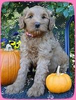 EB pups 7 wks old 7
