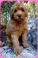 EB pups 8 wks old 41