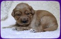 EB pups 2 wks old 47