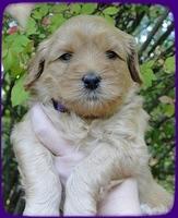 EB pups 4 wks old 16