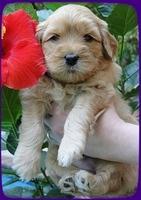 EB pups 4 wks old 17