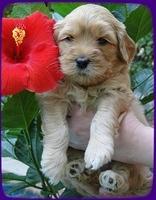 EB pups 4 wks old 18