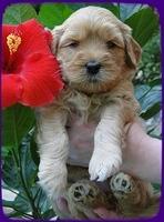 EB pups 4 wks old 19