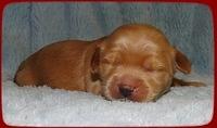 EB pups 1 wk old 33