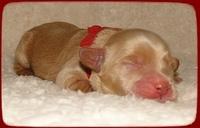 EB pups 2 days old 19