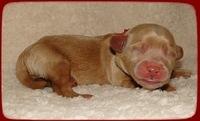 EB pups 2 days old 21