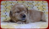 EB pups 2 wks old 12