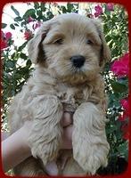 EB pups 6 wks old 14