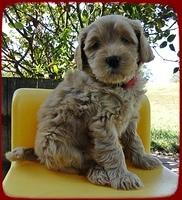 EB pups 6 wks old 27