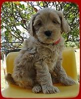 EB pups 6 wks old 28