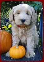EB pups 7 wks old 11
