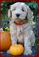 EB pups 7 wks old 12