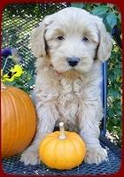 EB pups 7 wks old 13