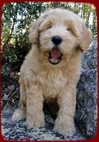 EB pups 8 wks old 25