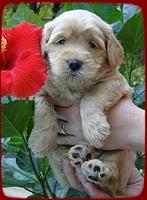 Eb pups 4 wks old 14