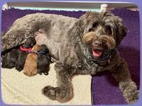 Group puppy Photos