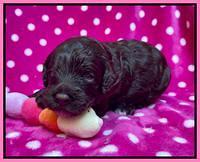 Gigi Traveler pups 2 wks old 51