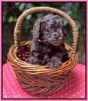 Gigi Traveler pups 4wks old 31