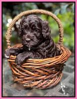 Gigi Traveler pups 4wks old 41