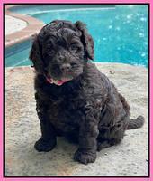 Gigi Traveler pups 5 wks old 11