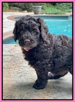 Gigi Traveler pups 5 wks old 31