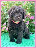 Gigi Traveler pups 6 wks old 51