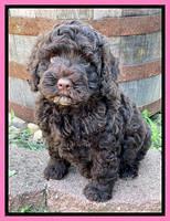 Gigi Traveler pups 7 weeks old 11