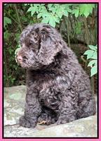 Gigi Traveler pups 8 wks old 11200